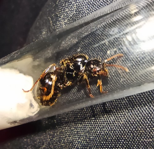 Reine noire de Messor capitatus dans un tube à essai près du coton