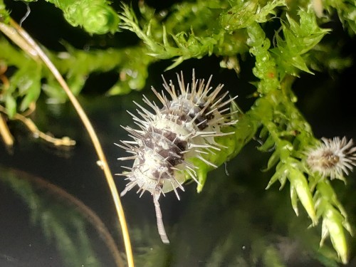 Isopod laureola white skull.
