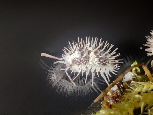 Isopod laureola white skull.