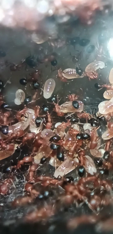 Mrówka monomorium bicolor.