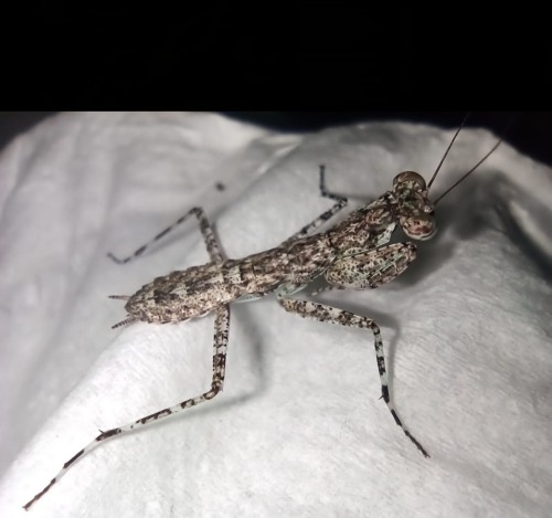 Modliszka humbertiella cf. ocularis.