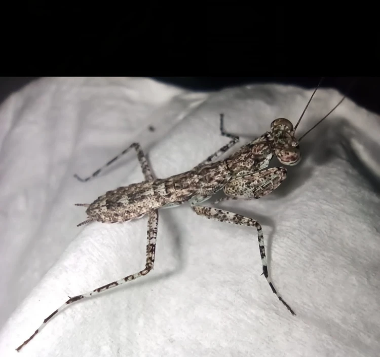 Modliszka humbertiella cf. ocularis.