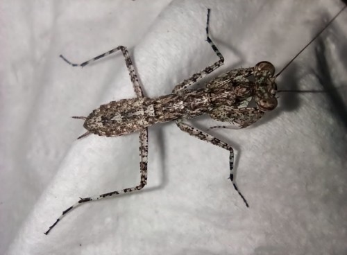 Modliszka humbertiella cf. ocularis.