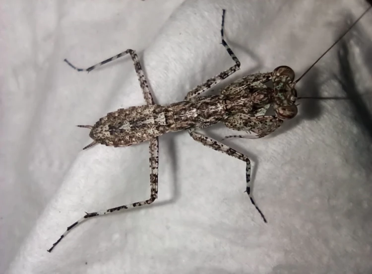 Modliszka humbertiella cf. ocularis.