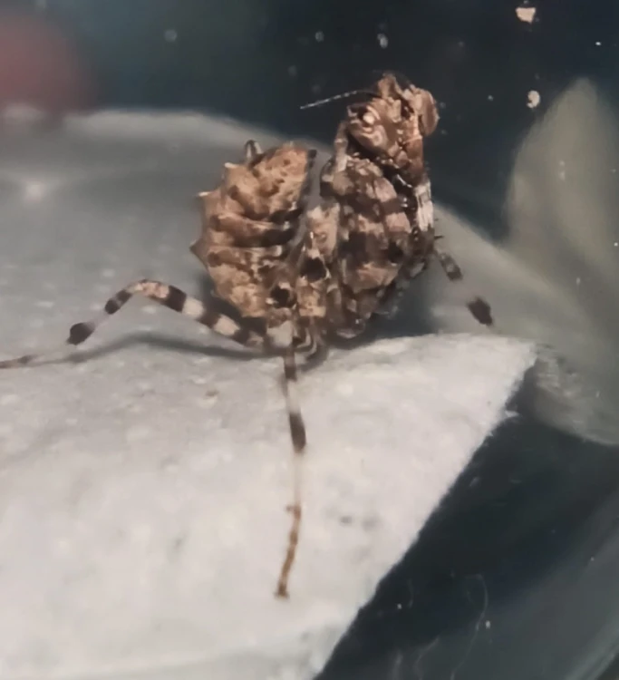 Modliszka blepharopsis mendica nuda.