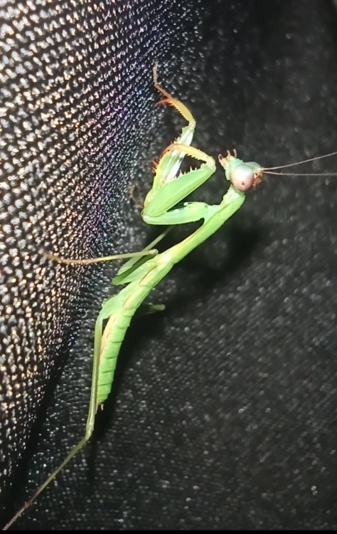 Modliszka prohierodula flavipennis.