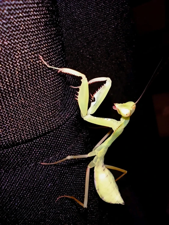 Modliszka sphodromantis aurea.