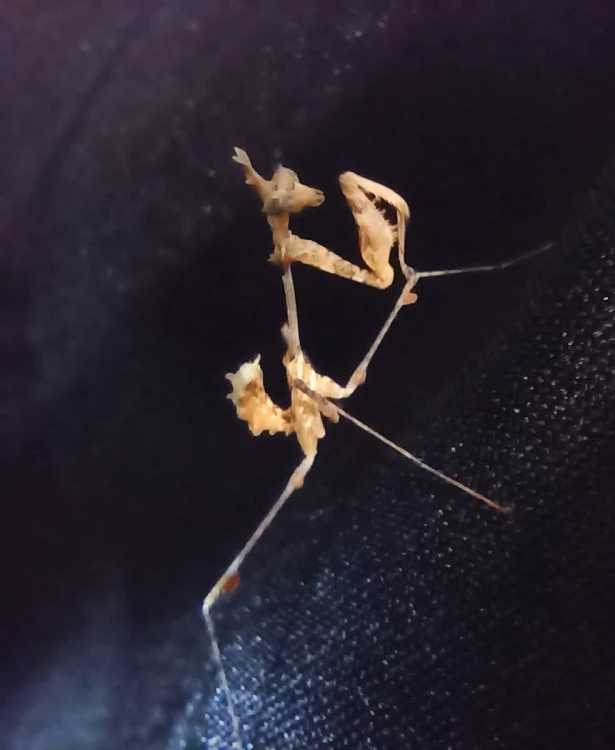 Modliszka sibyllopsis kakamega.