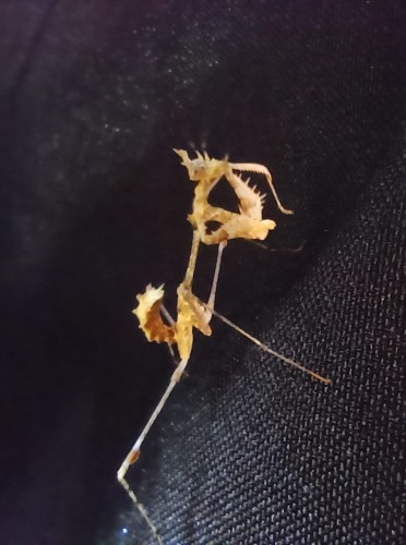 Modliszka sibyllopsis kakamega.