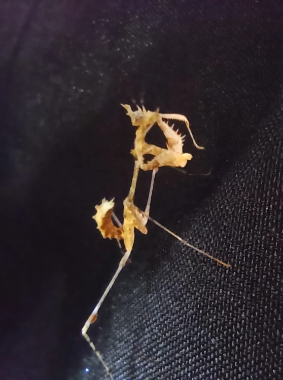 Modliszka sibyllopsis kakamega.