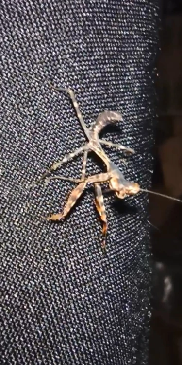 Modliszka parasphendale cf affinis.