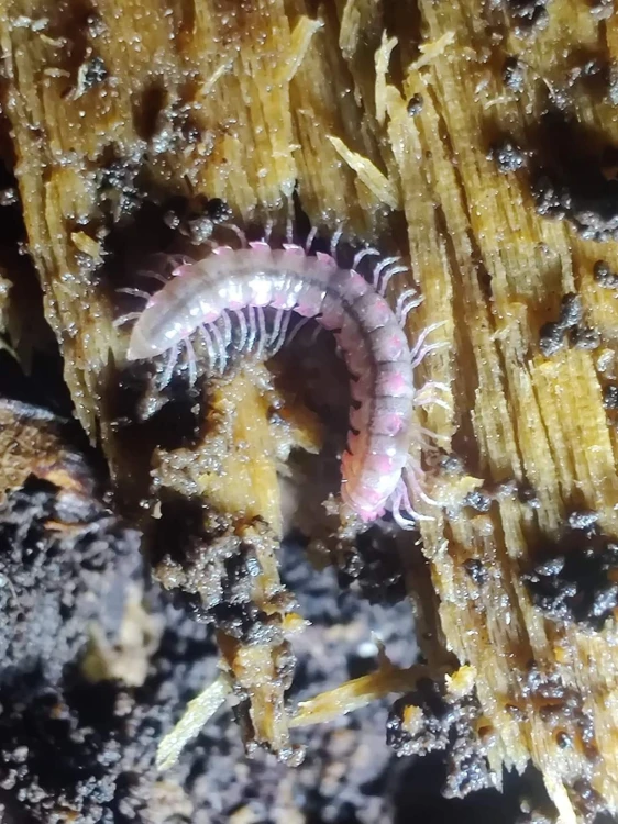 Wij desmoxytes planata.