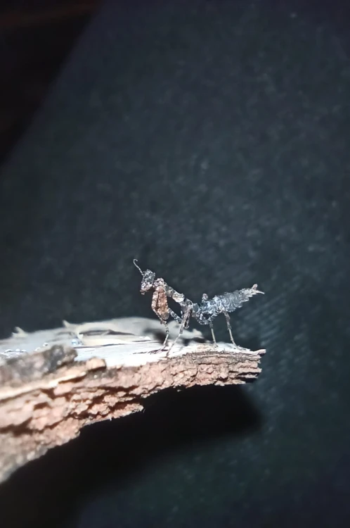 Modliszka pseudacanthops cf lobipes.