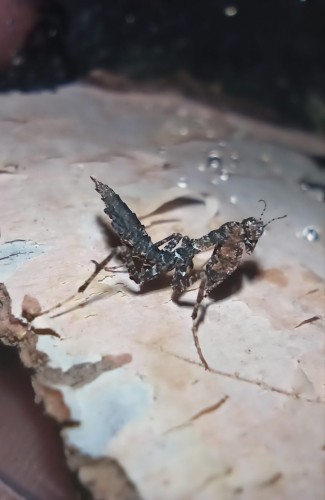 Modliszka pseudacanthops cf lobipes.