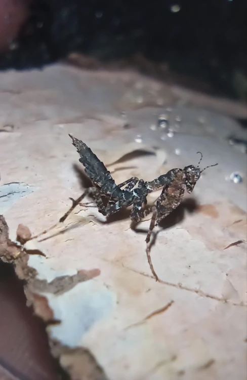 Modliszka pseudacanthops cf lobipes.