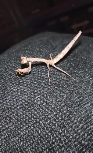 Modliszka popa spurca crassa.