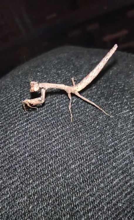 Modliszka popa spurca crassa.