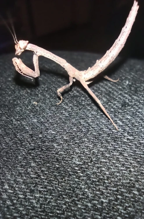 Modliszka popa spurca crassa.