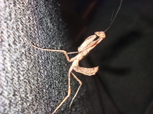 Modliszka deroplatys dessicata.