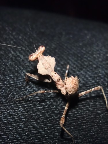 Modliszka deroplatys dessicata.