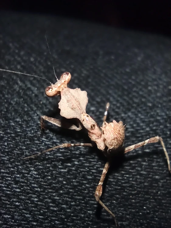 Modliszka deroplatys dessicata.