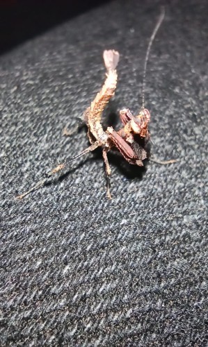 Modliszka vates weyrauchi.