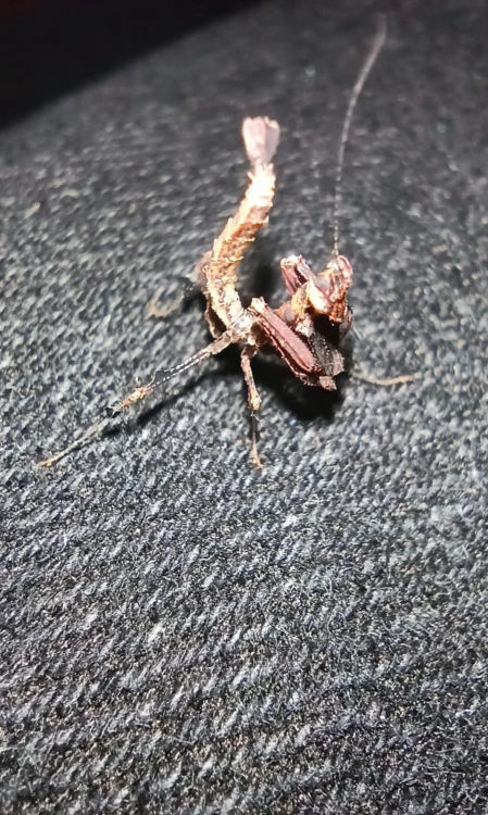 Modliszka vates weyrauchi.