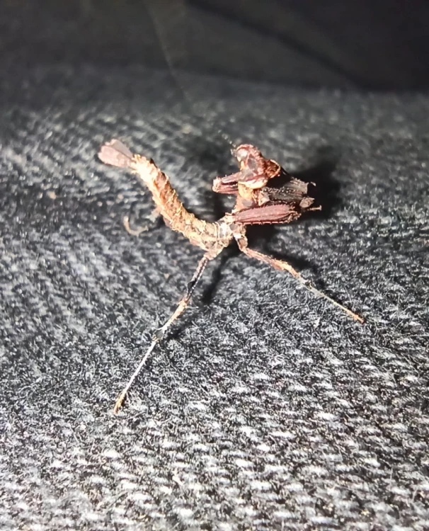 Modliszka vates weyrauchi.