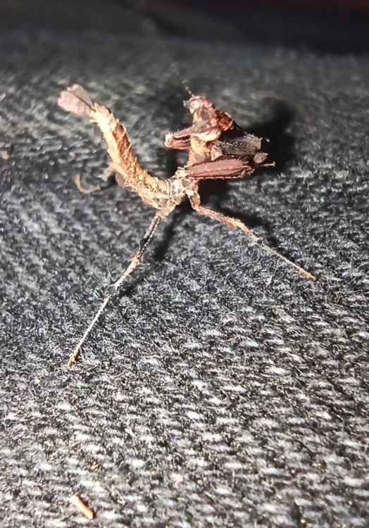 Modliszka vates weyrauchi.