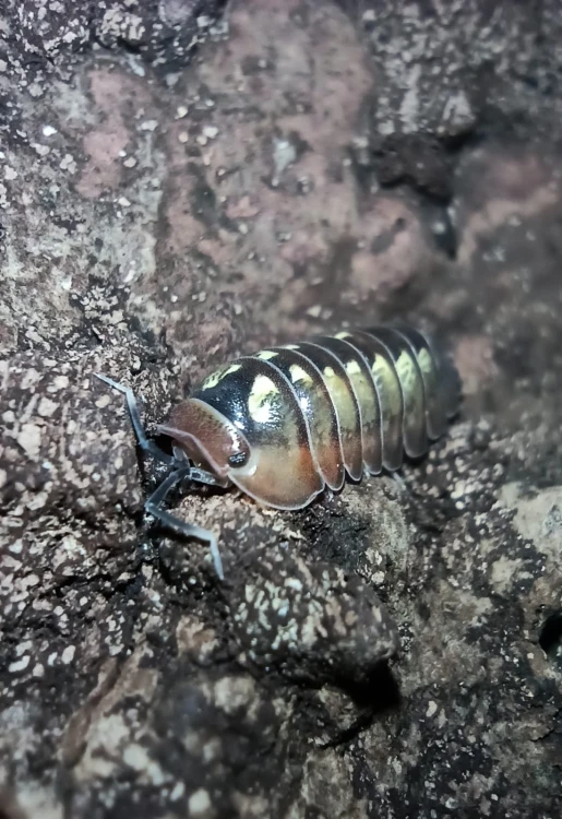 Isopod spherillo (ex. merulanella) dream.