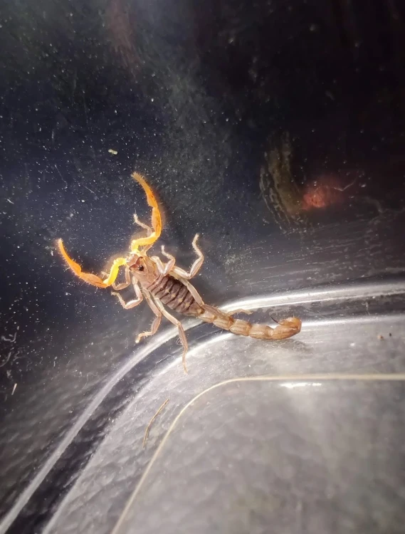 Skorpion janalychas tricarinatus.