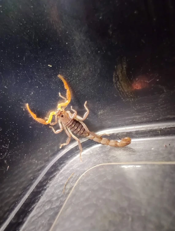 Skorpion janalychas tricarinatus.