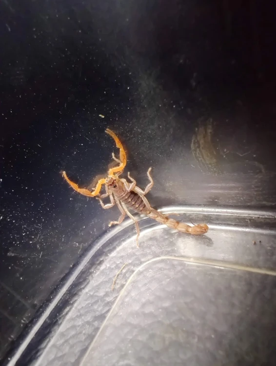 Skorpion janalychas tricarinatus.