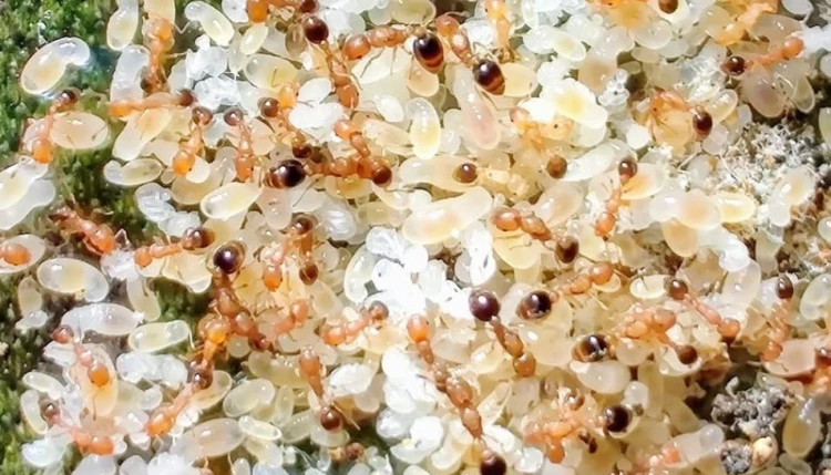 Mrówka cardiocondylla obscurior.