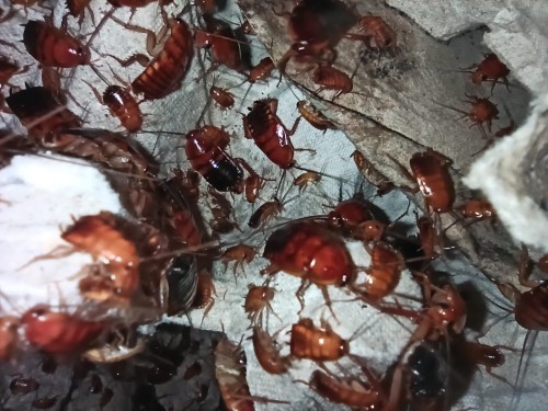 Nombreuses blattes Turkestan Shelfordella lateralis sur une boîte à œufs.