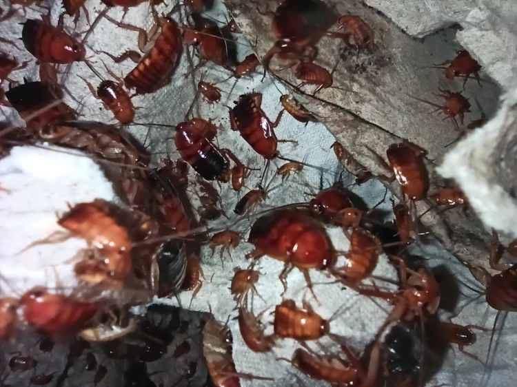 Nombreuses blattes Turkestan Shelfordella lateralis sur une boîte à œufs.