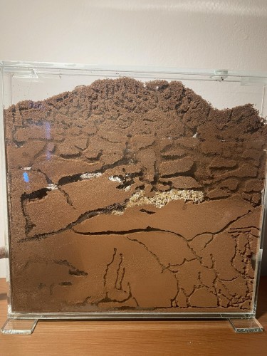 Mieszanka do gniazd ziemnych dla mrówek.