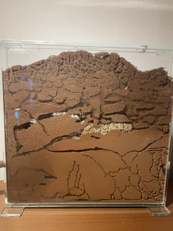 Mieszanka do gniazd ziemnych dla mrówek.