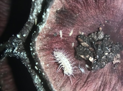 Isopod laureola ivory spiky.