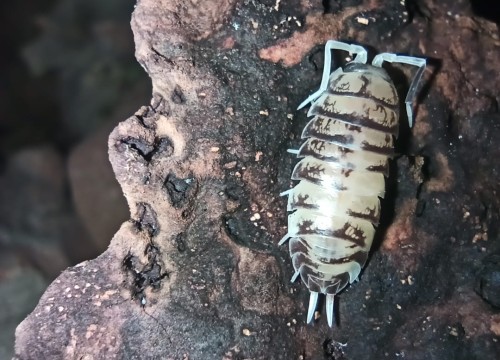 Isopod cylisticus convexus ukraine pied.