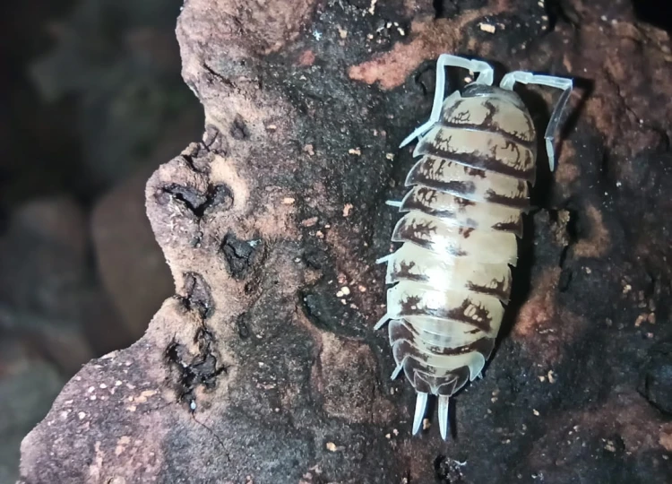 Isopod cylisticus convexus ukraine pied.
