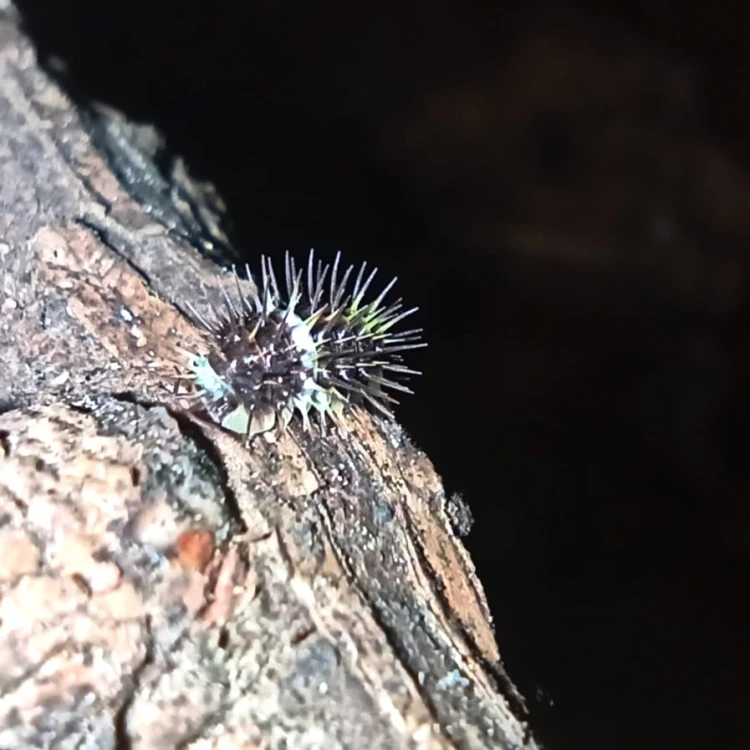 Isopod laureola black panda.
