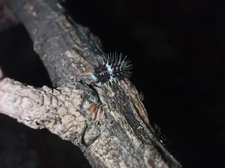 Isopod laureola black panda.