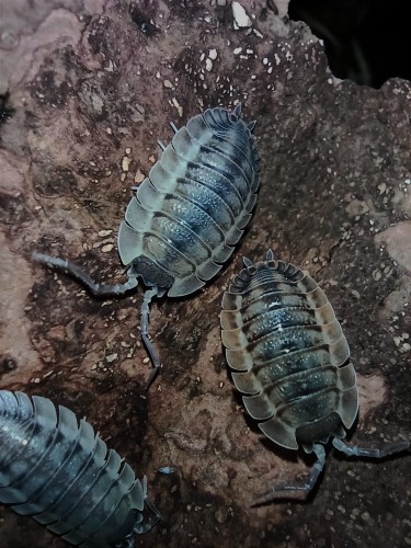 Isopod porcellio spatulatus coros.