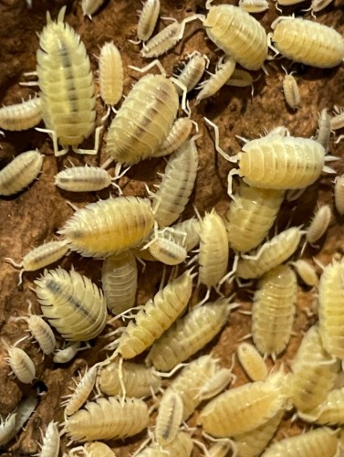 Culture nombreuse d'isopodes blanc neige Porcellio scaber whiteout sur bois sombre.