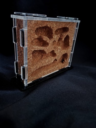 Akrylowe gniazdo dla mrówek z wkładem korkowym.