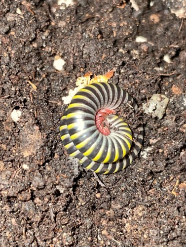 Mille-pattes Anadenobolus monilicornis enroulé en spirale avec bandes noires, jaunes et rouges sur substrat.