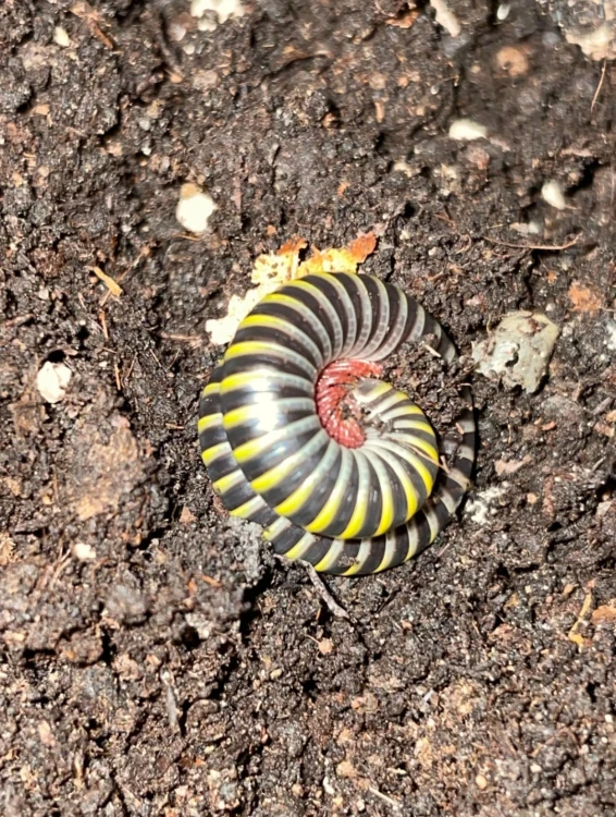 Mille-pattes Anadenobolus monilicornis enroulé en spirale avec bandes noires, jaunes et rouges sur substrat.