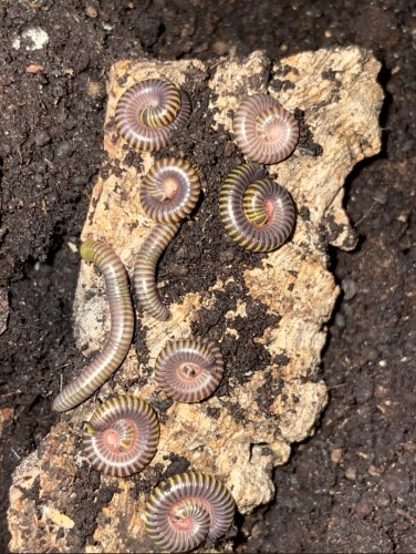 Groupe de mille-pattes Anadenobolus monilicornis rassemblés sur de l'écorce dans le substrat.