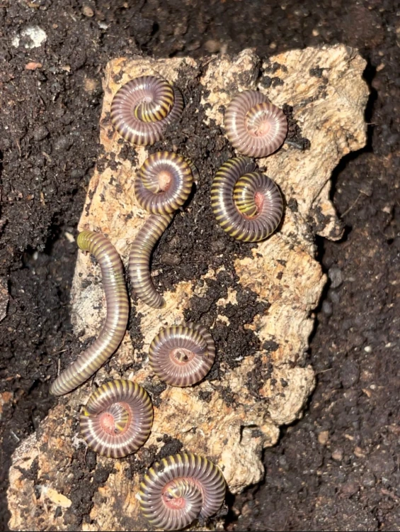 Groupe de mille-pattes Anadenobolus monilicornis rassemblés sur de l'écorce dans le substrat.